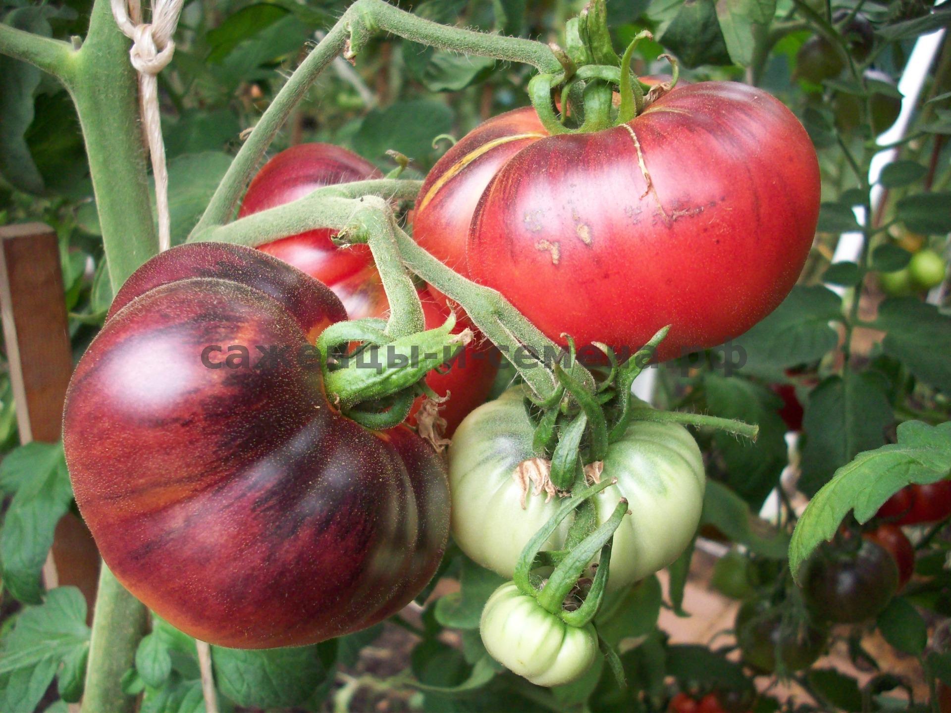 Детерминантный и индетерминантный сорт помидор – что это? - огород, сад, балкон - медиаплатформа миртесен