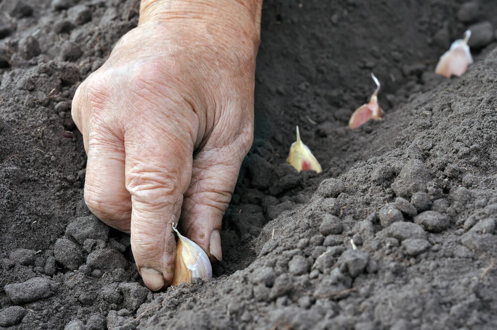 Как подготовить почву для посадки чеснока (весной, осенью) - про сорта