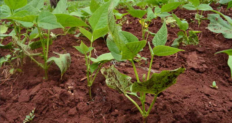 Выращивание стручковой фасоли из семян в открытом грунте на даче и в домашних условиях: посадка и уход за ней