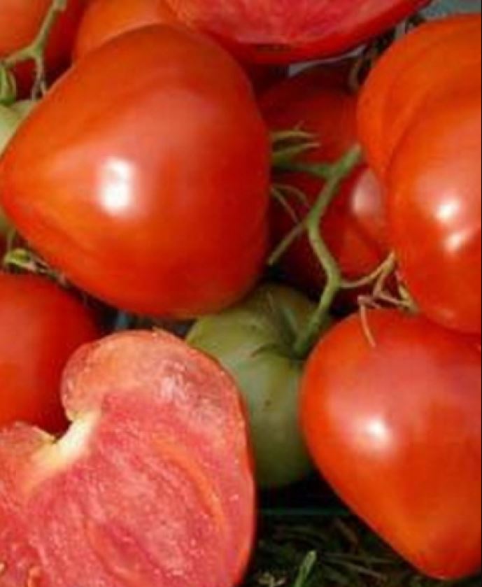 Томат "дебют" f1: описание и характеристики сорта, рекомендации по выращиванию хорошего урожая помидор русский фермер