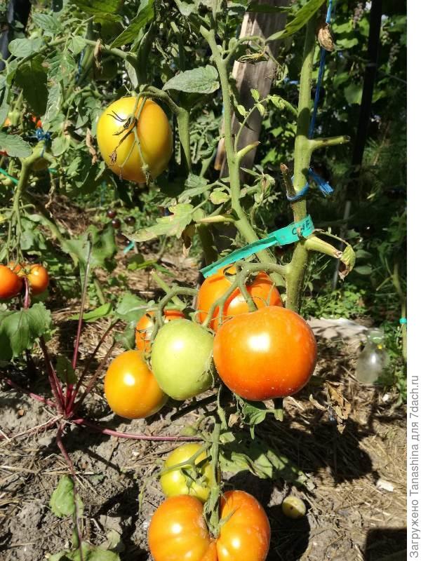 Порадует урожаем даже в неблагоприятных погодных условиях — томат «снежный барс» : описание сорта