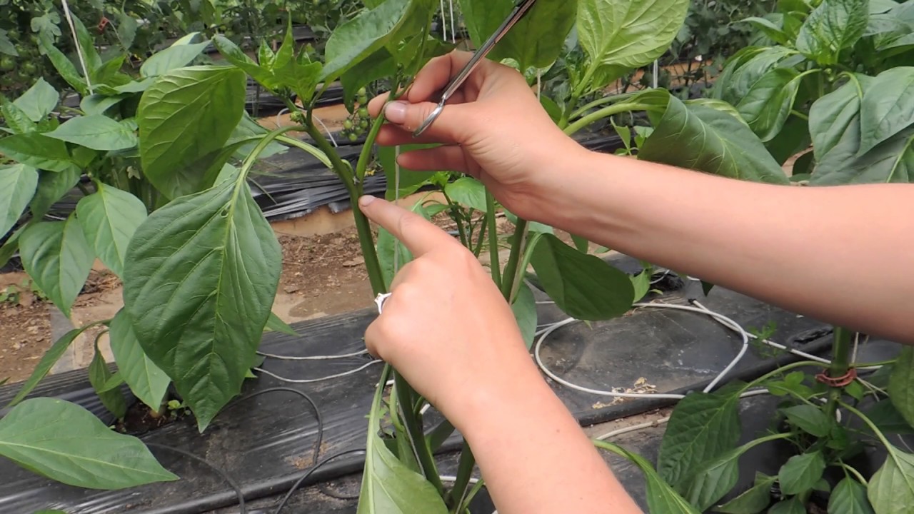 Правильный полив перцев, растущих в теплице: сколько раз и как поливать правильно