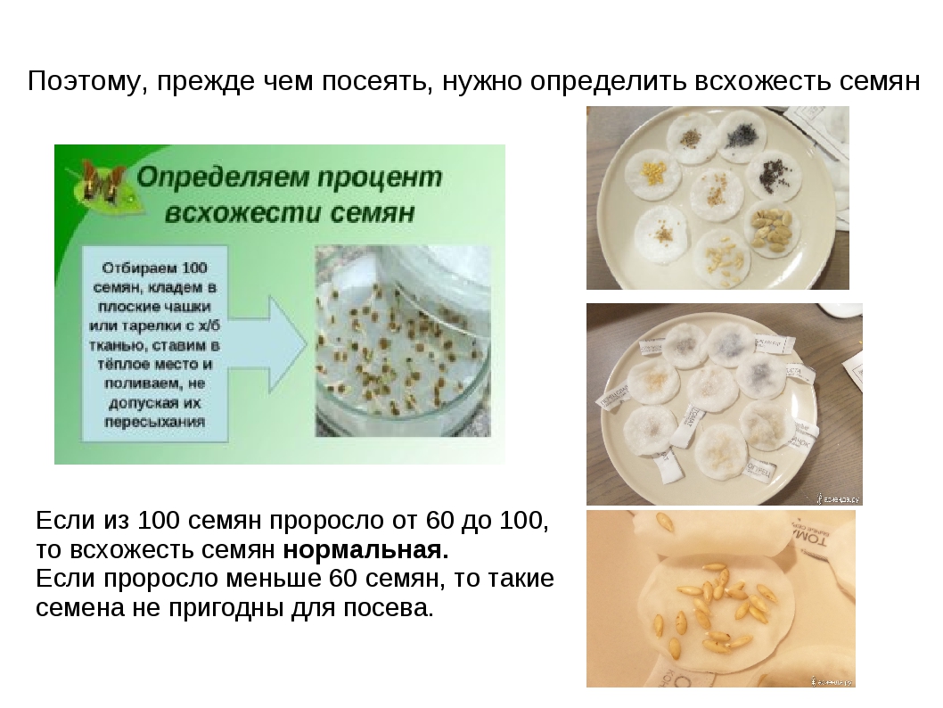 Через сколько взойдет. Определение всхожести семян. Оценка всхожести семян. Проверить семена на всхожесть. Тестирование семян на всхожесть.