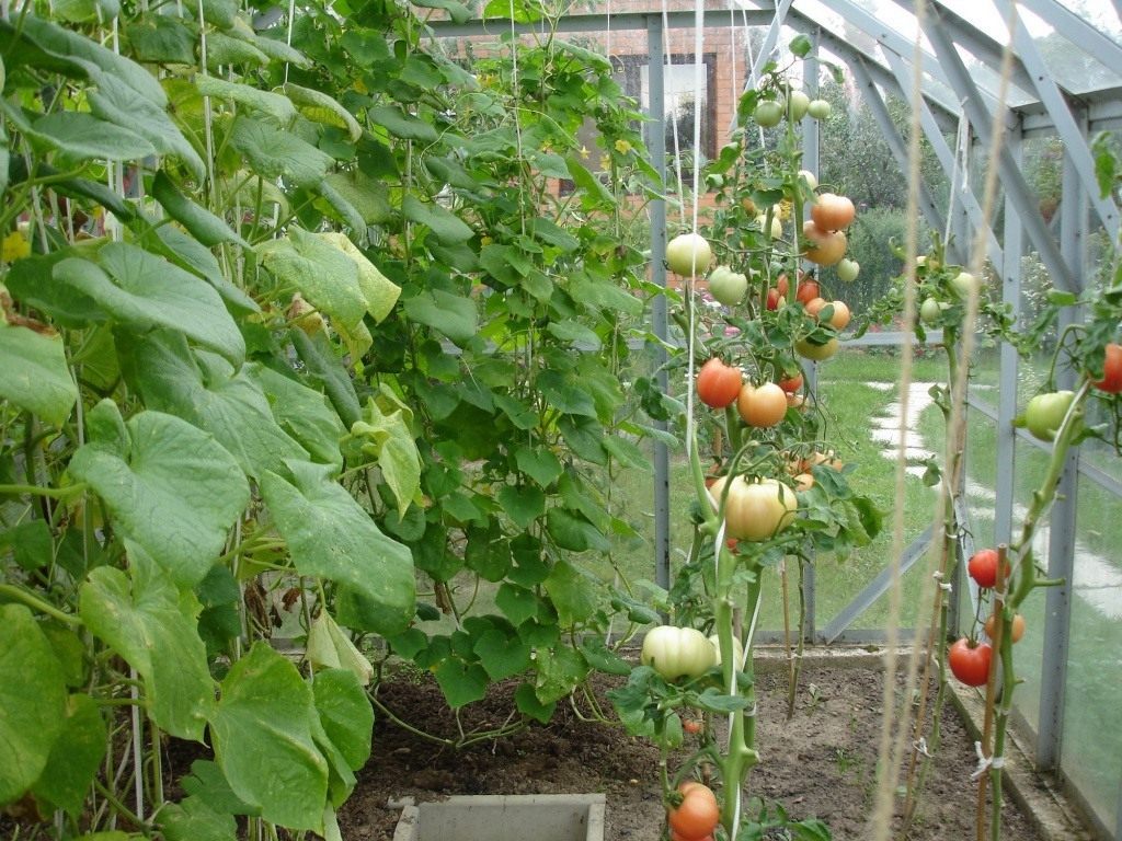 Выращивание огурцов томатов. Огурцы и помидоры в теплице. Огурцы и помидоры в одной теплице. Томаты и огурцы в одной теплице. Огурцы и помидоры в 1 теплице.