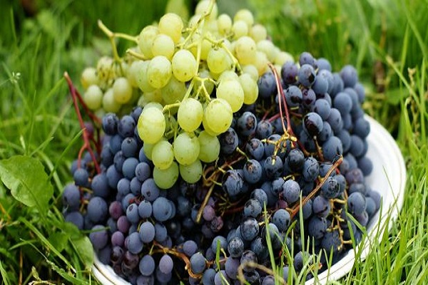 Описание и характеристики 45 лучших морозостойких сортов винограда