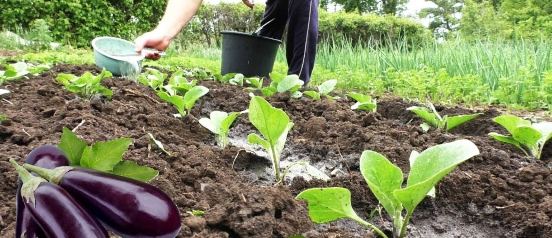 Выращивание баклажанов в открытом грунте – советы огородникам