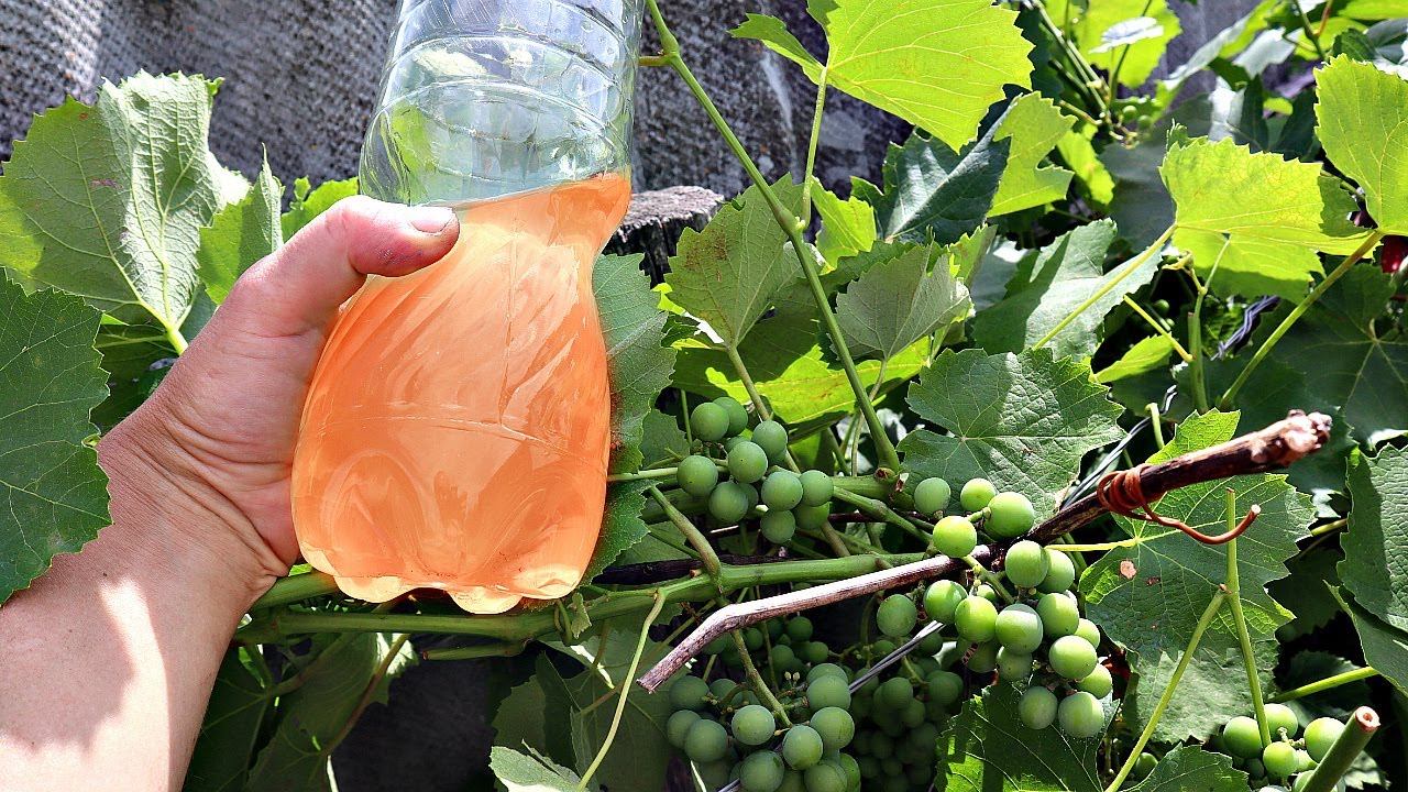 Лучшие подкормки винограда весной и правила их внесения