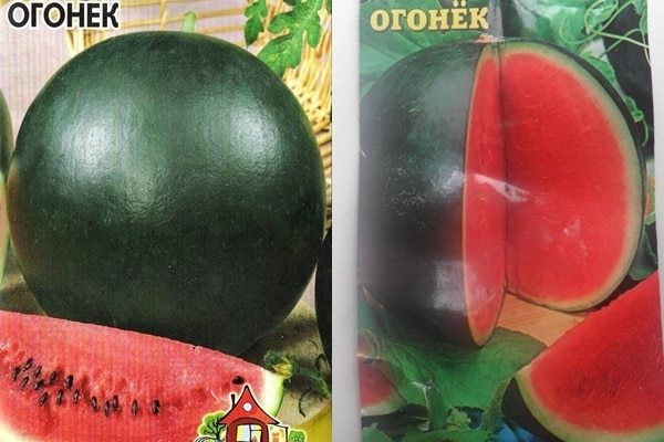 Самые лучшие сорта арбузов для открытого грунта для подмосковья, сибири и средней полосы россии: фото, отзывы