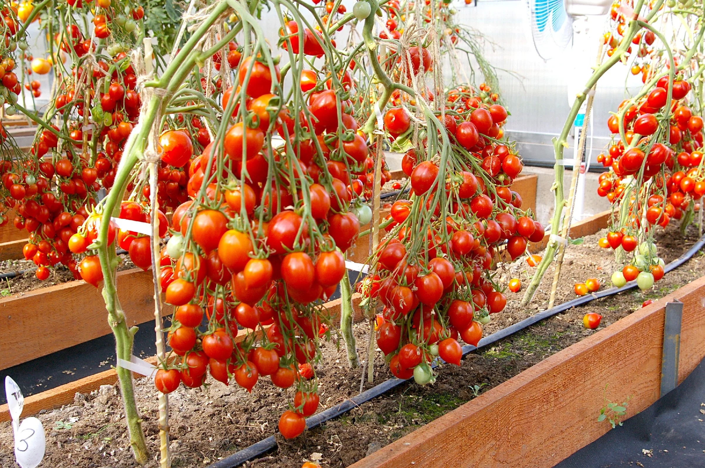 Описание томата чудо гроздь f1: урожайность и особенности выращивания