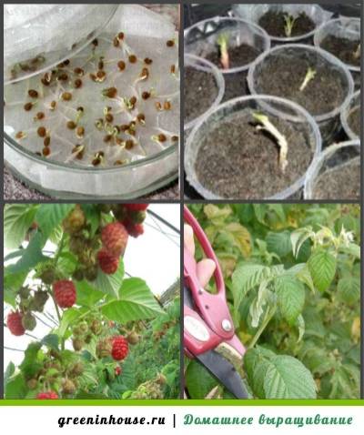 Семена малины: правила подготовки и выращивания, видео и фото