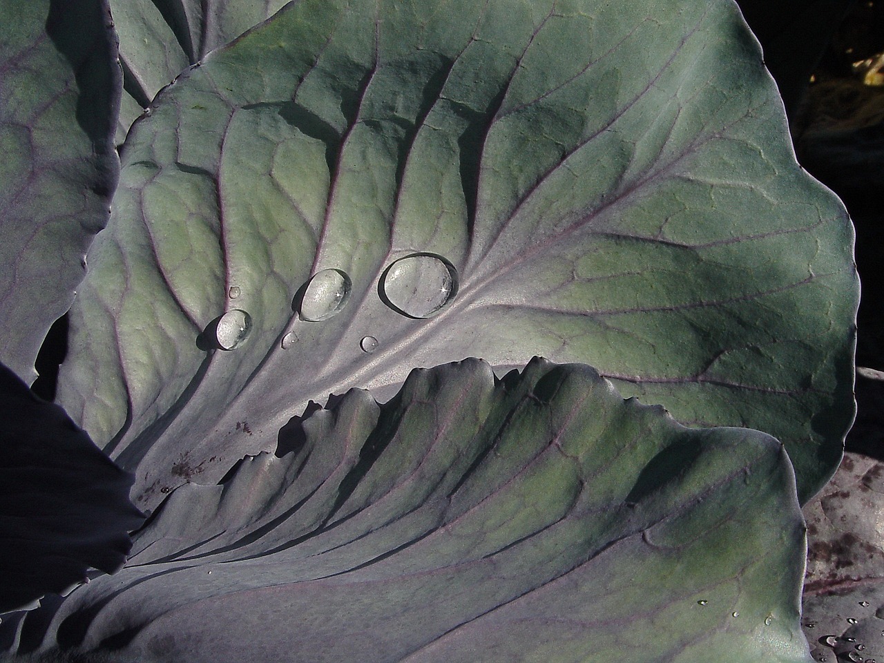 Почему у капусты фиолетовые листья и что делать для лечения