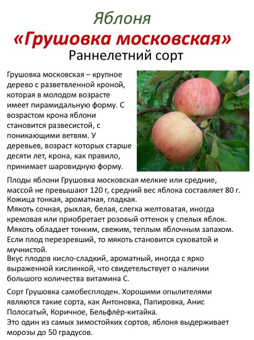 Яблоня ауксис: особенности сорта и ухода