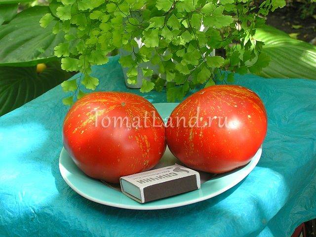 Самые урожайные сорта томатов для открытого грунта | tomatland.ru