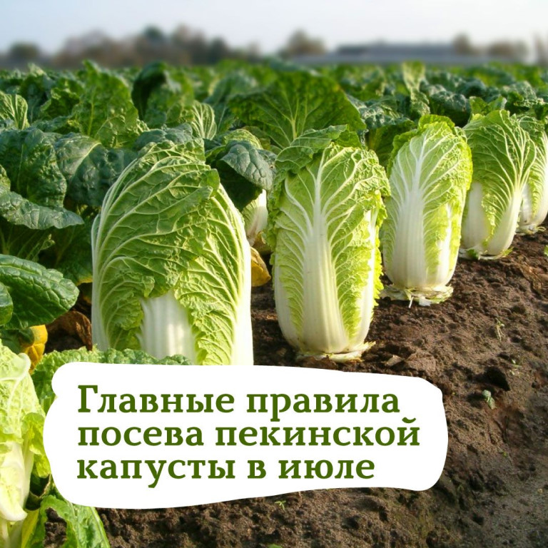 Пекинская капуста выращивание и уход в открытом грунте в регионах