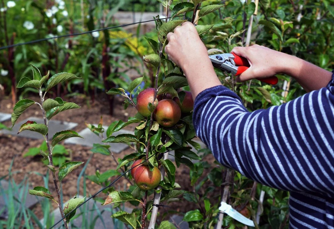 Как заставить плодоносить яблоню — лучшие способы