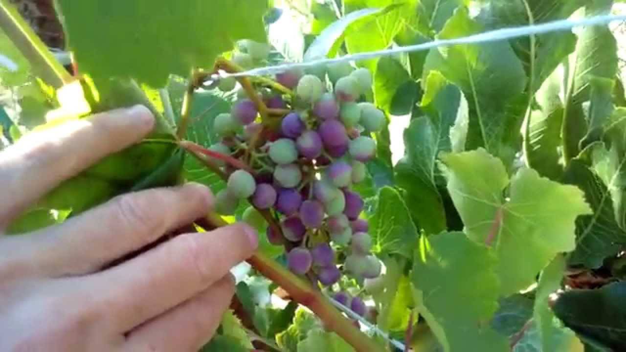 Выращивание винограда агат донской