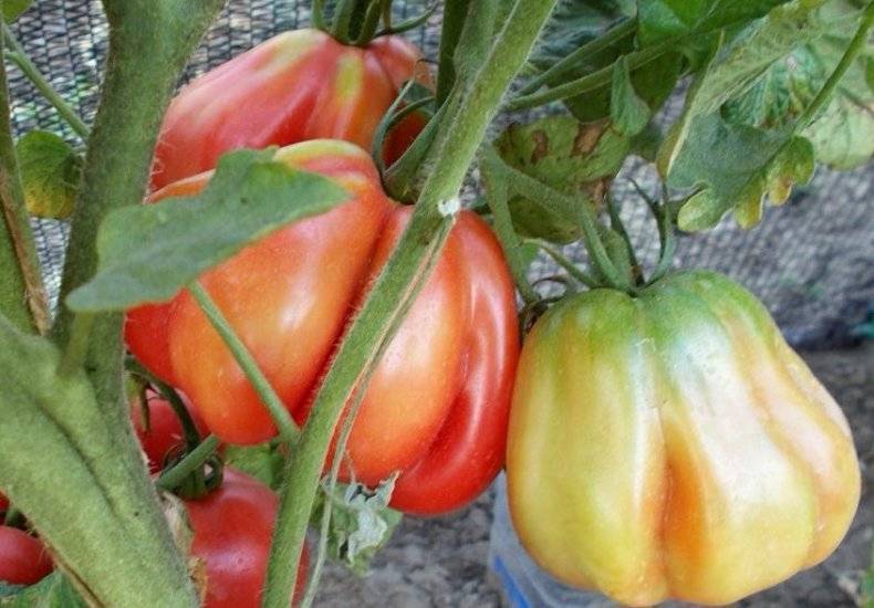 Томат тлаколула де матаморос: описание, разновидности сорта, урожайность с фото