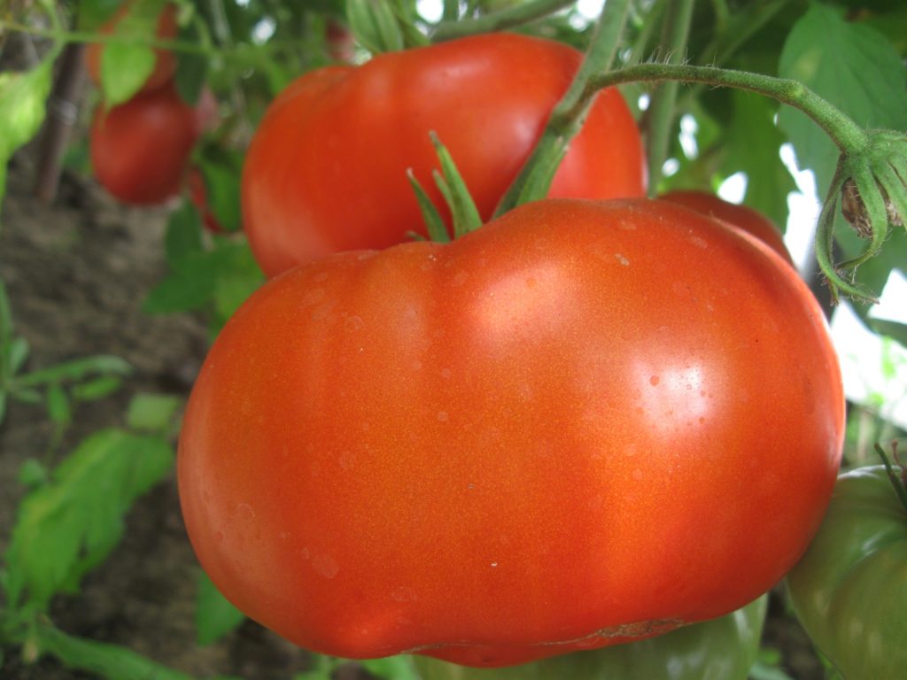 Лучшие сорта томатов на 2021 год для теплиц в подмосковье: особенности выращивания, наименования, описание сорта и отзывы