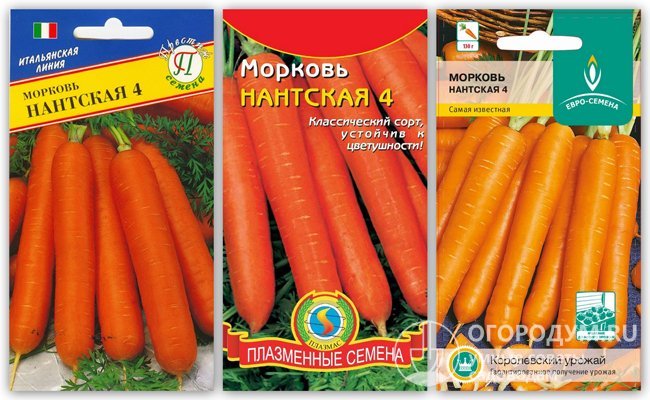Морковь нантская: фото, описание и характеристика сорта + отзывы