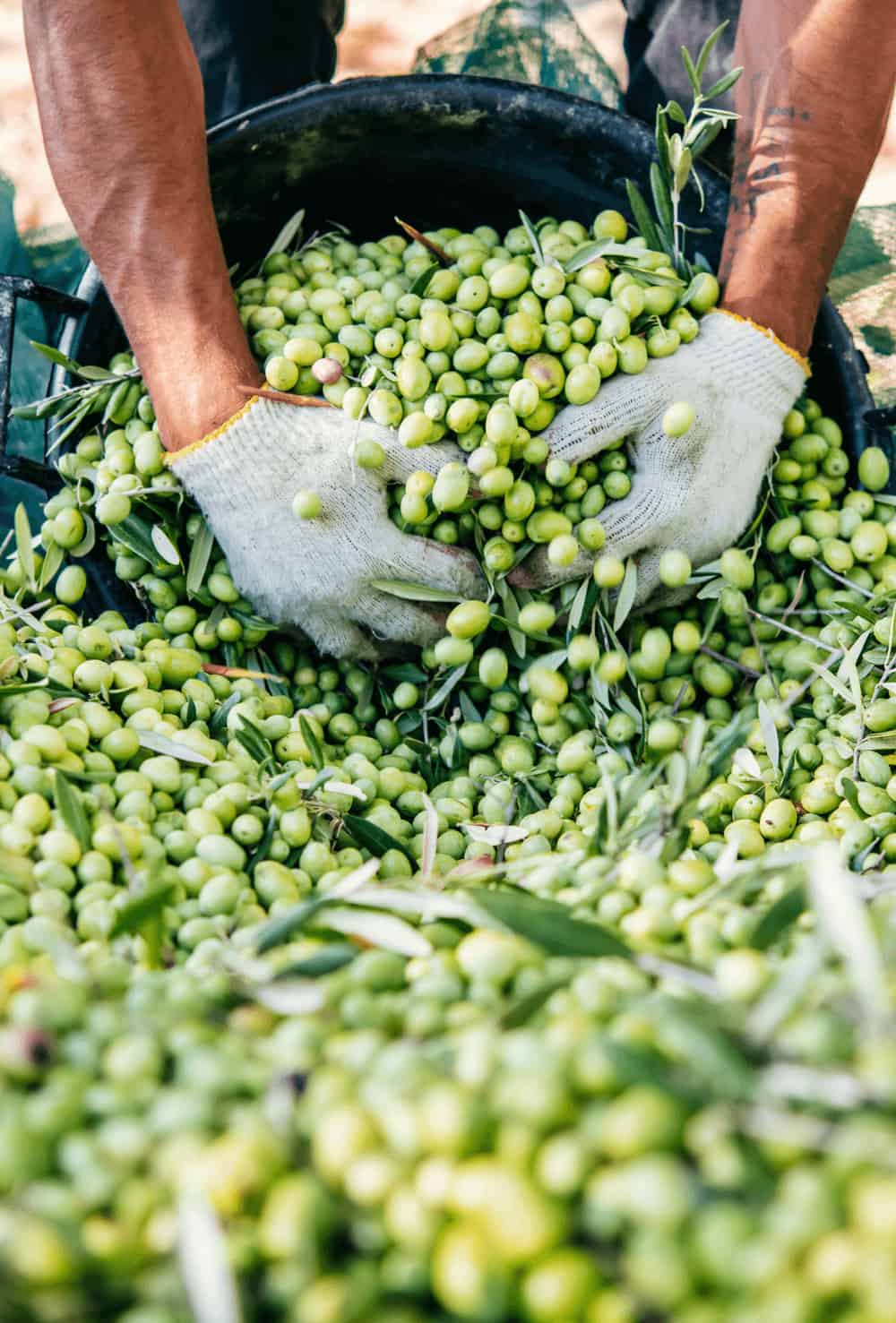 Сроки и способы сбора оливок, условия хранения урожая
