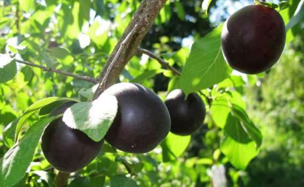 Описание чёрных сортов абрикосов: чёрный принц, чёрный бархат, мелитопольский чёрный, мышонок и другие + отзывы