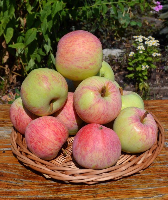 Яблоня яблочный спас: фото и описание сорта, отзывы