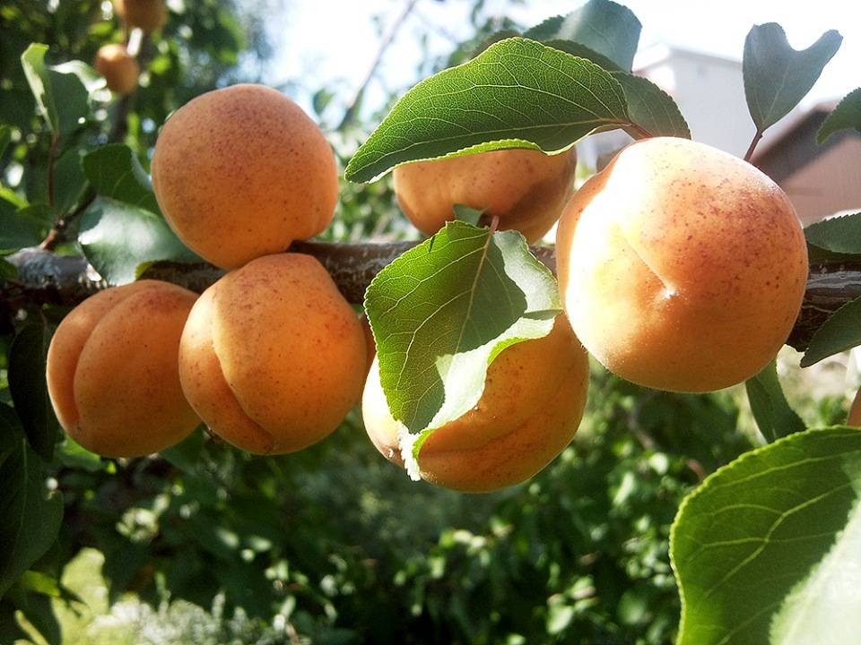 Шарафуга: что это за плод и как вырастить на даче: новости, сад, урожай, фрукты, сад и огород