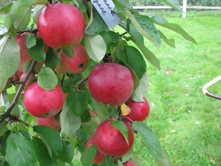 Яблоня белорусское сладкое