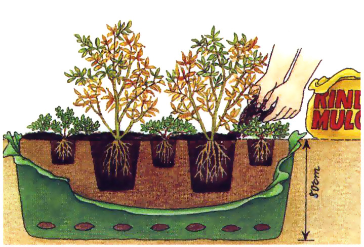 Садовая брусника: посадка и уход, способы размножения, сорта ягод