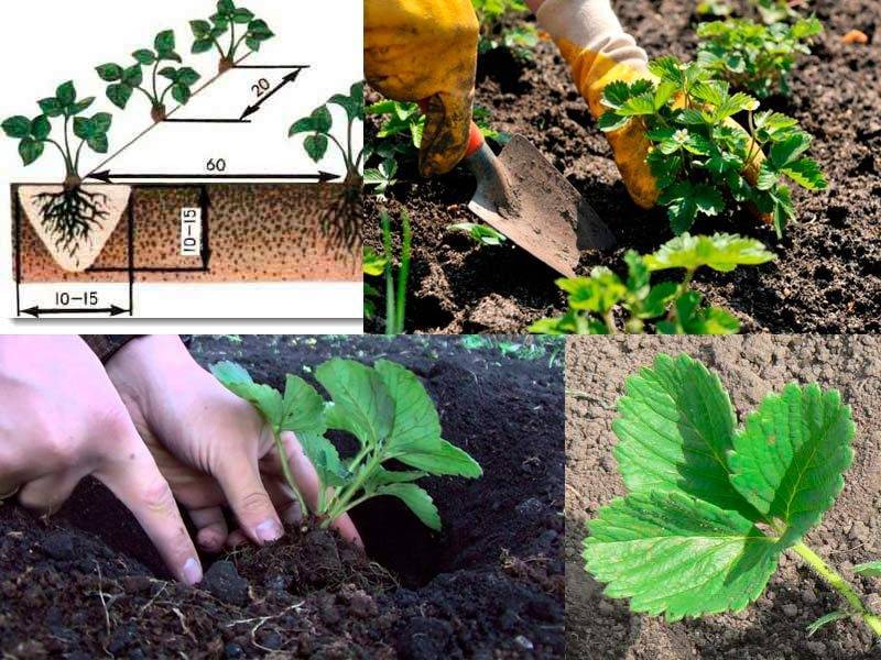 Когда пересаживать клубнику - посадка растений | описание, советы, отзывы, фото и видео
