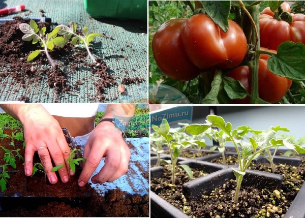 Посадка томатов по методу галины кизимы: советы по выращиванию с видео