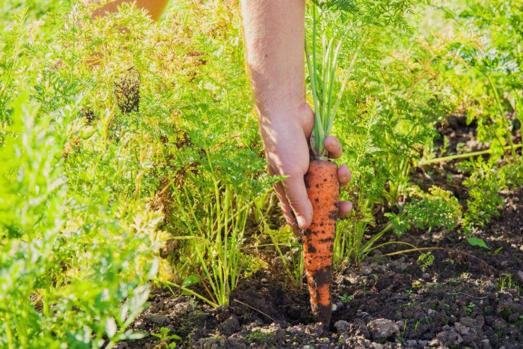 Причины проблем с морковью — почему падает ботва на грядке, и она вырастает уродливой. методы борьбы