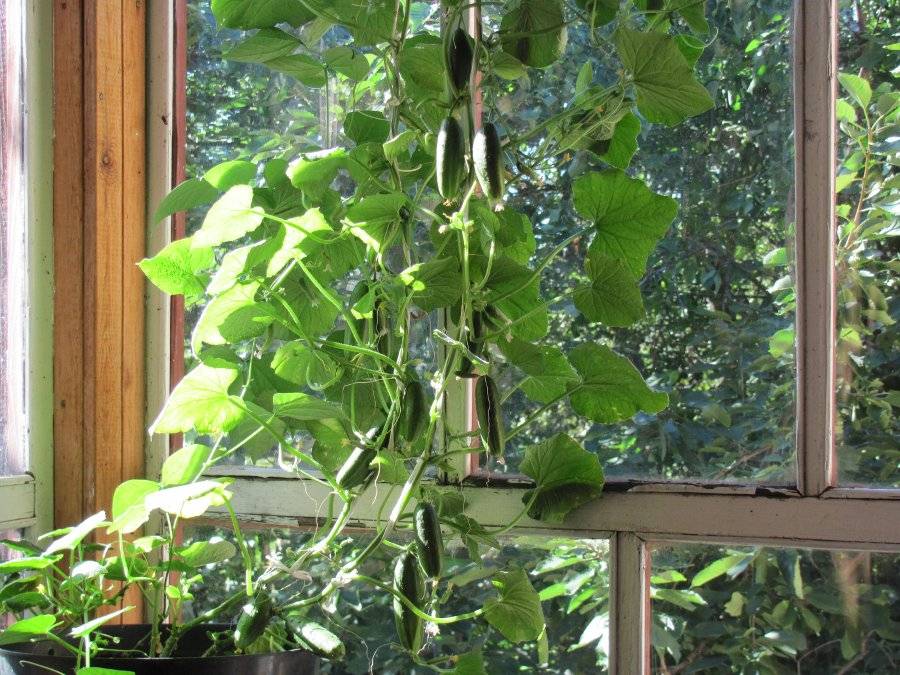 Горох на балконе: как посадить и вырастить в домашних условиях