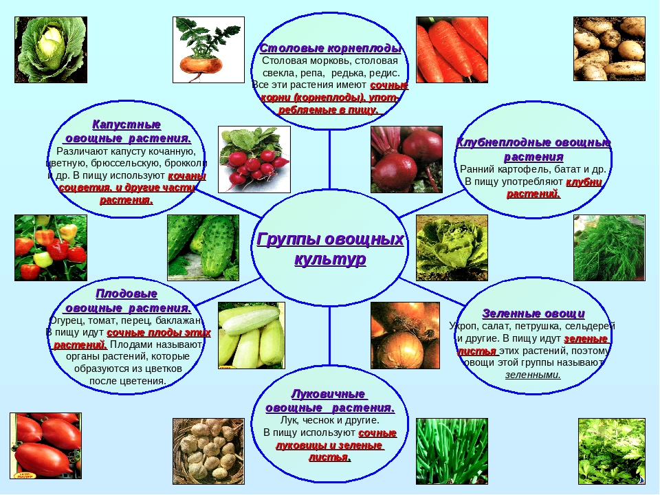 Анис овощной или салатный – особенности выращивания