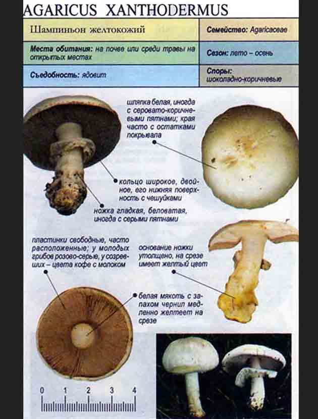 Как понять что грибы готовы. Печерица, Луговой шампиньон ложные. Шампиньон желтокожий ядовитые грибы. Шампиньон желтокожий Agaricus xanthodermus. Ложный шампиньон желтокожий.