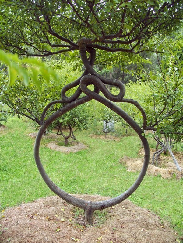 Дачный дизайн с экзотикой: техника создания арбоскульптур из деревьев | сад и огород