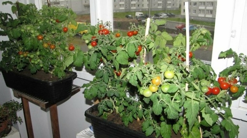 Правила ухода и выращивания многолетних помидоров на подоконнике и в открытом грунте