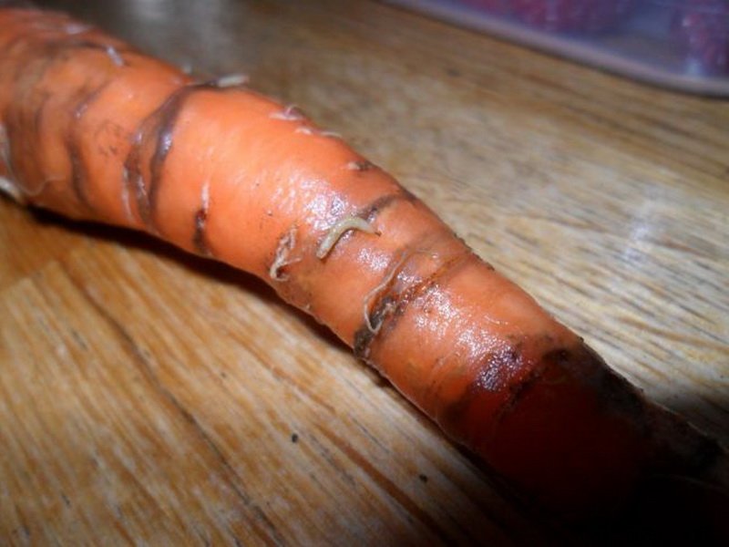 Вредители моркови с фото и названиями: как избавиться, профилактика