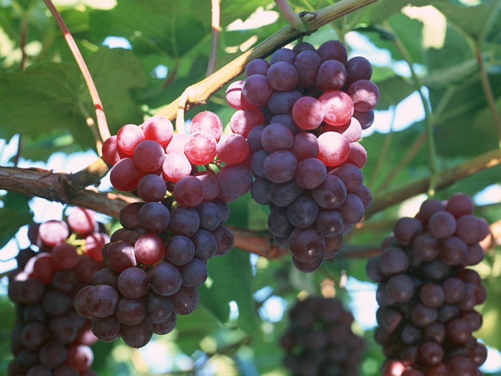 Виноград русский фиолетовый — описание сорта
