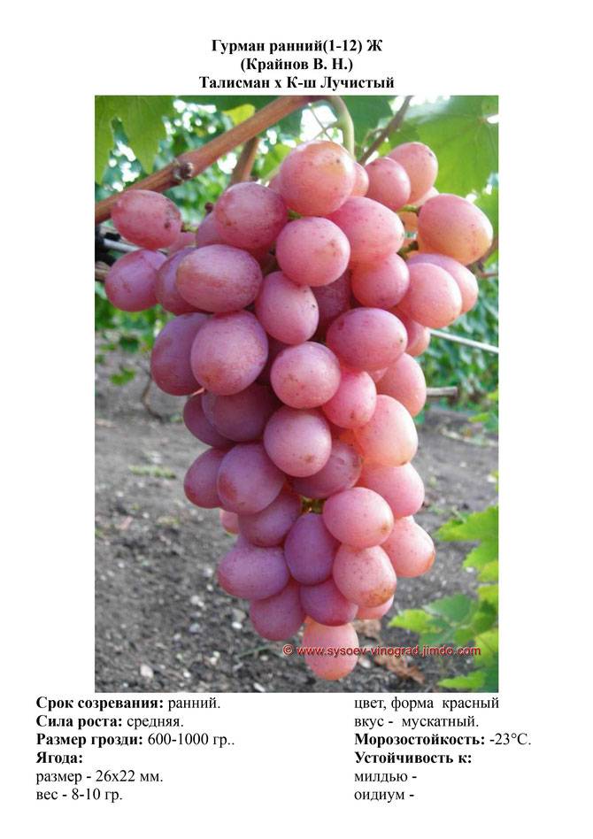Сорт винограда «памяти учителя» описание с фото и видео