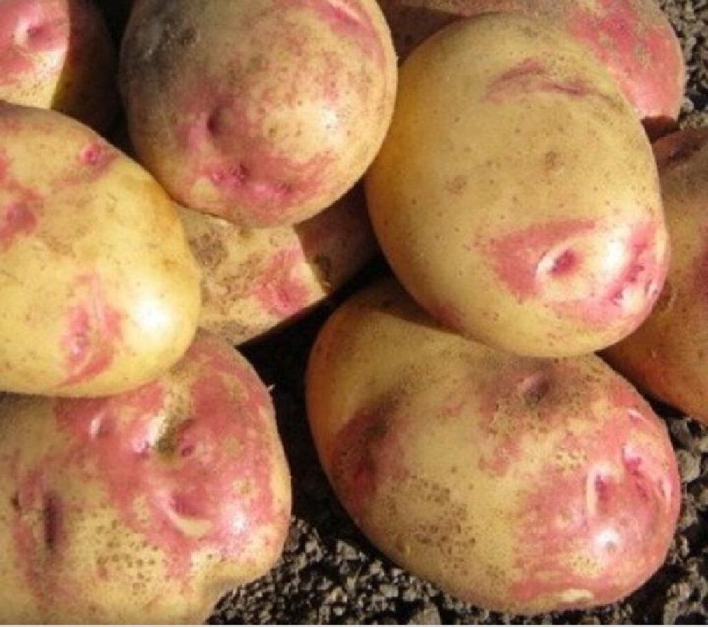 Характеристики и описание картофеля сорта Синеглазка, посадка и уход