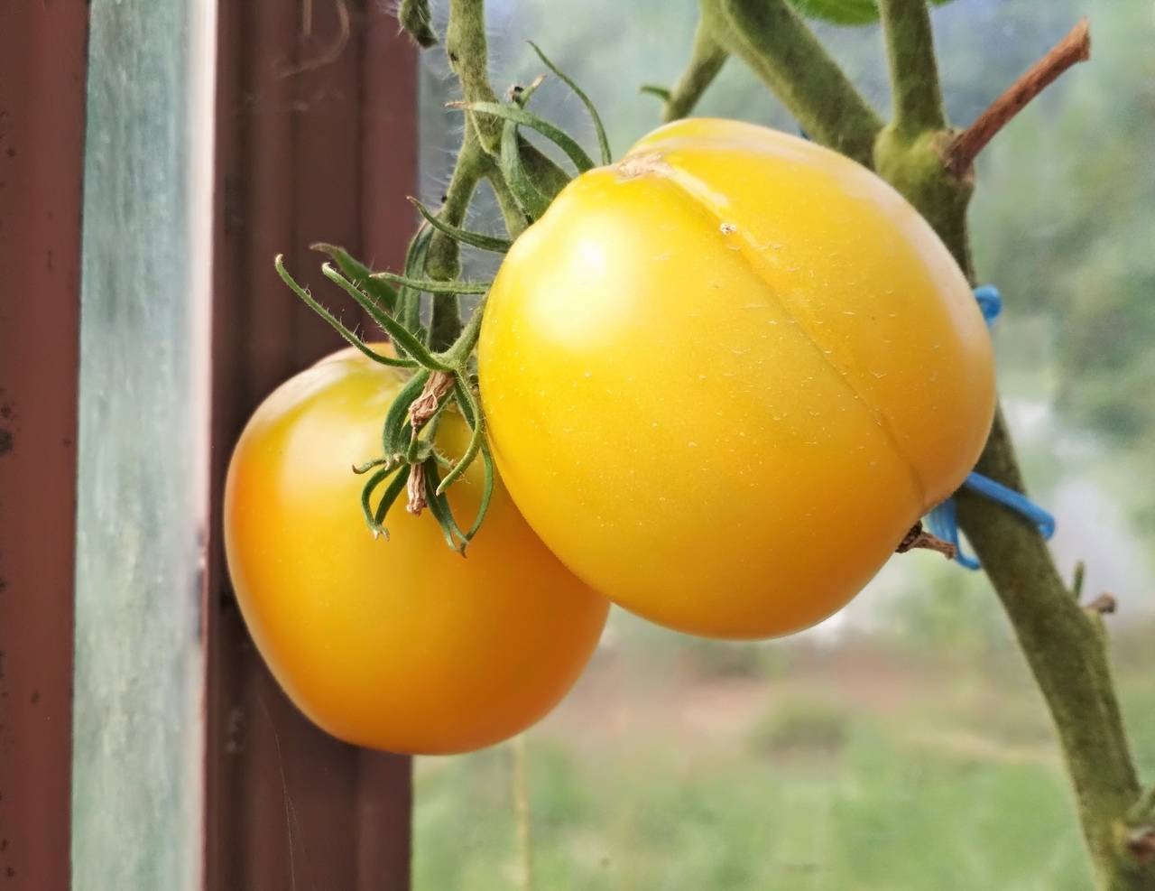Илья муромец: описание сорта томата, характеристики помидоров, посев
