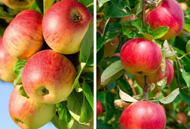 Полукарликовые яблони: сорта с фото, посадка и уход