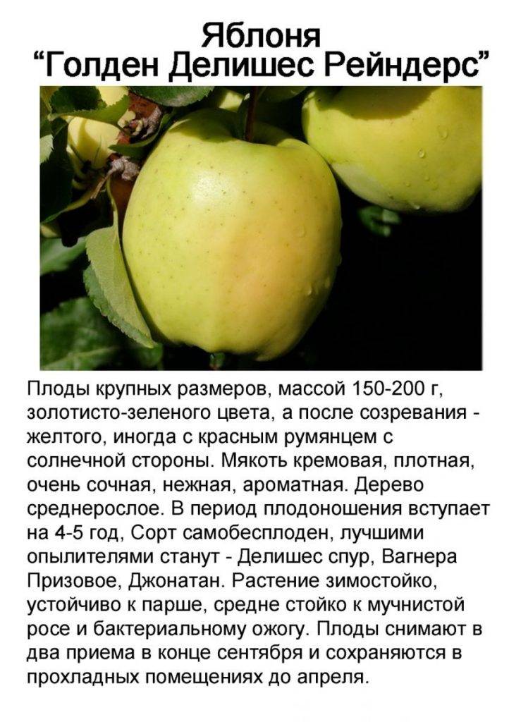 Описание и характеристики сорта яблок Муцу, технология выращивания
