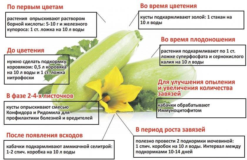 Выращивание огурцов в квартире: пошаговая инструкция от выбора сорта до сбора урожая, можно ли вырастить огурцы в подвале русский фермер