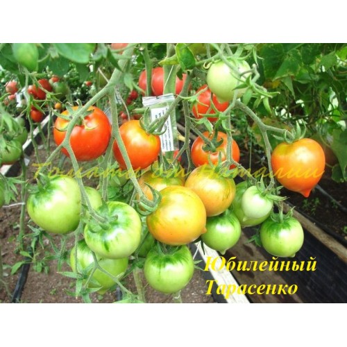 Характеристика и описание сорта томата тарасенко юбилейный, его урожайность