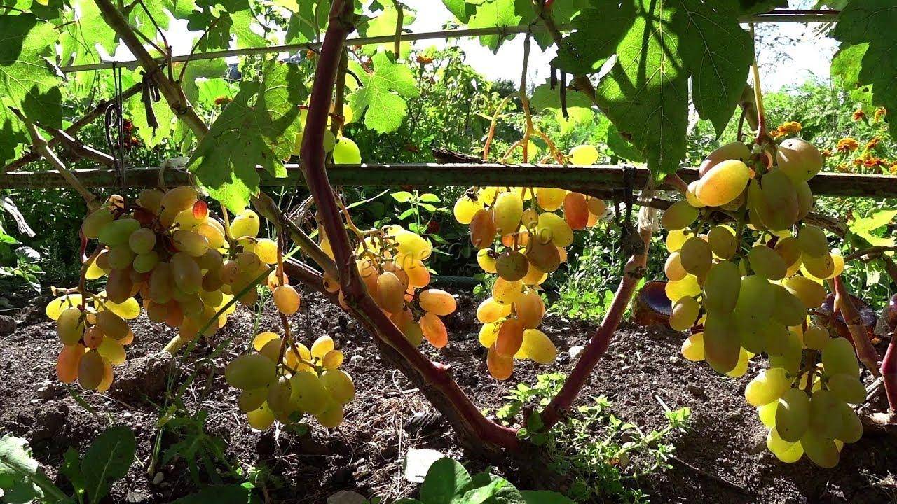 Описание и характеристика винограда сорта Байконур, посадка и уход