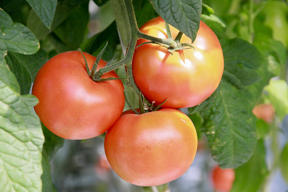 Сорта помидоров для краснодарского края