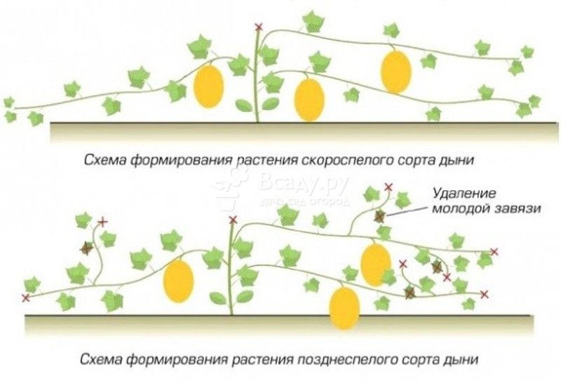 Как вырастить арбузы в средней полосе россии в открытом грунте и в теплице, сроки посадки, выбор сорта
