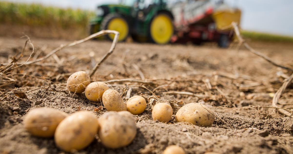 Обработка картофеля перед посадкой: как и чем защитить от болезней и вредителей